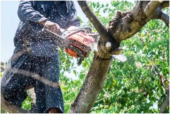 tree services Chapmanville